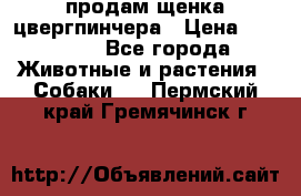 продам щенка цвергпинчера › Цена ­ 15 000 - Все города Животные и растения » Собаки   . Пермский край,Гремячинск г.